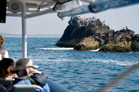 Julian Rocks Byron Bay Cruise - Australian Directory 2