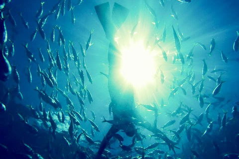 2-Day Whitsundays Sailing Adventure: SV Whitehaven - Australian Directory 1