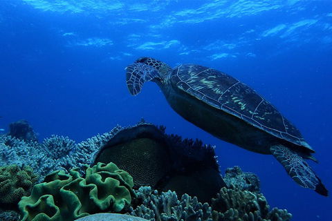 3 Day Whitsundays Sailing And Diving Adventure: Kiana - Australian Directory 2