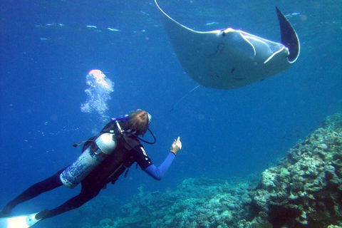 3 Day Whitsundays Sailing And Diving Adventure: Kiana - Australian Directory 3