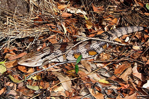 Hartley's Crocodile Adventures General Entry Ticket - Australian Directory 5