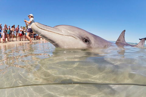 7-Day Exmouth Explorer Via Pinnacles Monkey Mia Ningaloo Reef Returning To Perth - Australian Directory 1