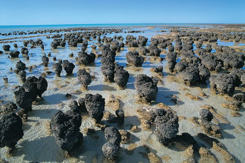 7-Day Exmouth Explorer Via Pinnacles Monkey Mia Ningaloo Reef Returning To Perth - Australian Directory 3