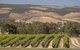 McLaren Vale And Glenelg Wine Tasting And Sightseeing (Half-day Afternoon) - thumb 2
