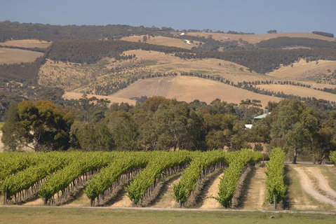 McLaren Vale And Glenelg Wine Tasting And Sightseeing (Half-day Afternoon) - Australian Directory 2