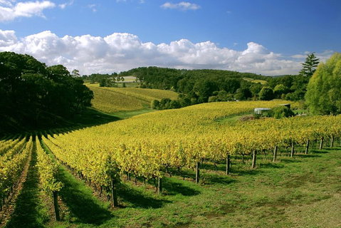 McLaren Vale And Glenelg Wine Tasting And Sightseeing (Half-day Afternoon) - Australian Directory 4