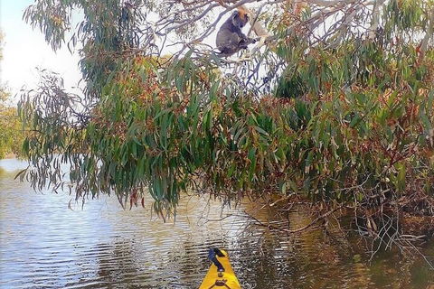 Kangaroo Island Self-Guided Kayaking On The Harriet River - Australian Directory 4