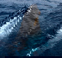 Phillip Island Whale Watching Tour - Australian Directory
