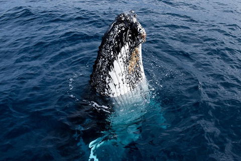Phillip Island Whale Watching Tour - Australian Directory 0
