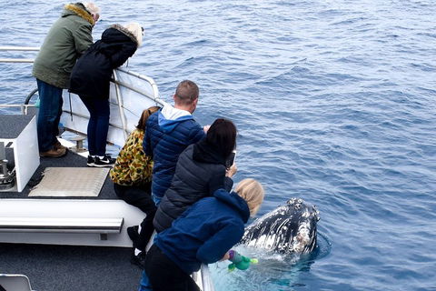 Phillip Island Whale Watching Tour - Australian Directory 1