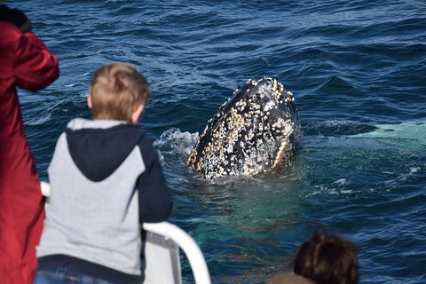 Phillip Island Whale Watching Tour - Australian Directory 2