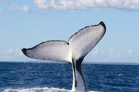 Phillip Island Whale Watching Tour - Australian Directory 3