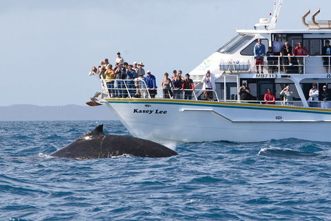Phillip Island Whale Watching Tour - Australian Directory 4