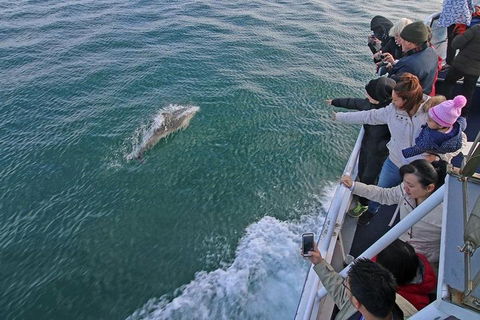 Phillip Island Whale Watching Tour - Australian Directory 5