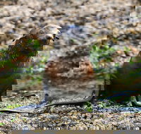 Phillip Island Seal-Watching Cruise - Australian Directory