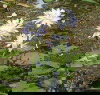 Yellow Water Cruise - Kakadu - Australian Directory