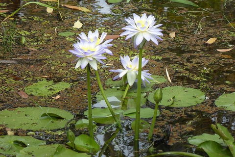 Yellow Water Cruise - Kakadu - Australian Directory 0