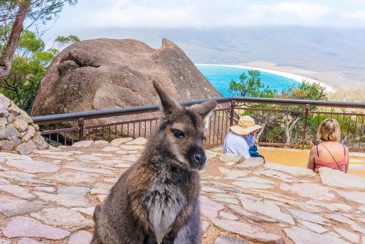  Australian Directory