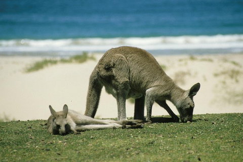 Great Ocean Road Highlights Tour - 2 Days, 1 Night - Australian Directory 2