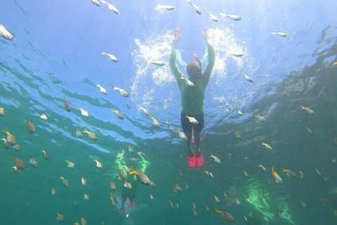 Manly Snorkel Trip And Nature Walk With Local Guide - Australian Directory 0