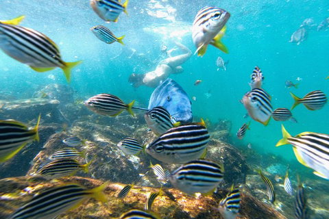 Manly Snorkel Trip And Nature Walk With Local Guide - Australian Directory 2