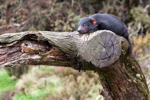 Day Keeper Tour - Australian Directory 0