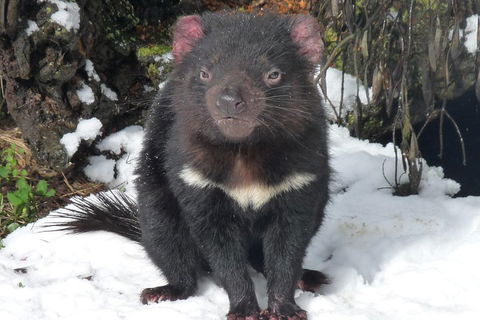 Day Keeper Tour - Australian Directory 4