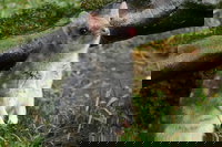 1-Hour Tasmanian Devil Feeding Day Tour at Cradle Mountain