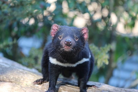 1-Hour Tasmanian Devil Feeding Day Tour At Cradle Mountain - Australian Directory 1