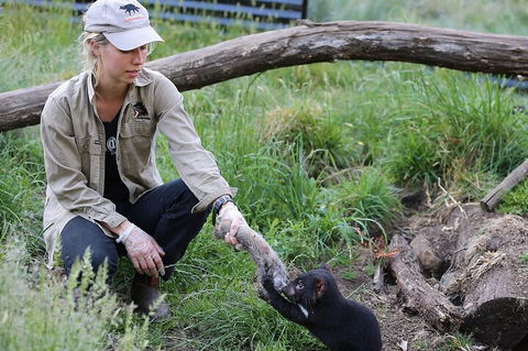 1-Hour Tasmanian Devil Feeding Day Tour At Cradle Mountain - Australian Directory 2