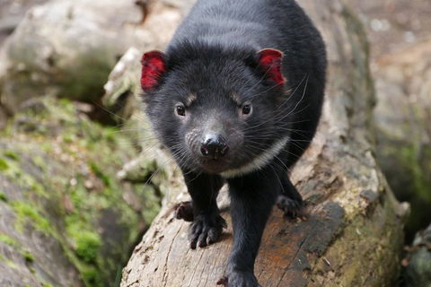 1-Hour Tasmanian Devil Feeding Day Tour At Cradle Mountain - Australian Directory 4