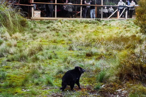 1-Hour Tasmanian Devil Feeding Day Tour At Cradle Mountain - Australian Directory 5