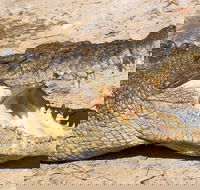 4-Day Cairns Ultimate Combo Daintree Rainforest Reef Kuranda  Paronella Park - Australian Directory
