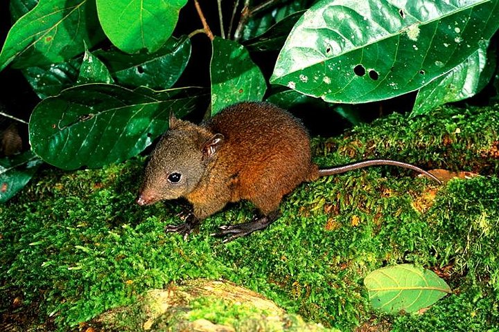 Manunda QLD Australian Directory