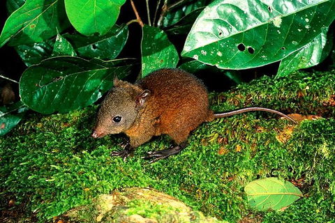 3-Day Small-Group Tour Of North Queensland With Pick Up - Australian Directory 0