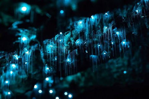 Hinterland Magic & Glow-worm Experience - Australian Directory 1