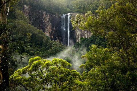 Hinterland Magic & Glow-worm Experience - Australian Directory 4