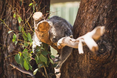 Phillip Island Medium Size Group Tour - Australian Directory 1