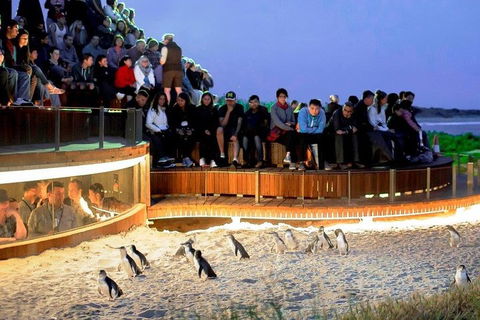 Phillip Island Medium Size Group Tour - Australian Directory 3