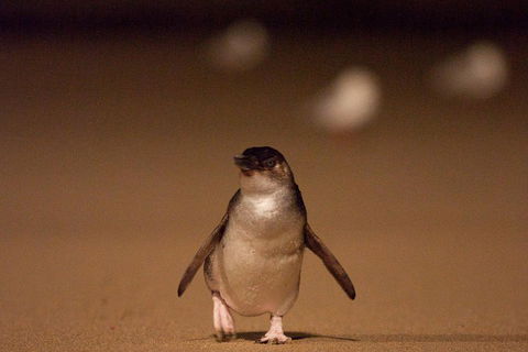 Phillip Island Medium Size Group Tour - Australian Directory 4