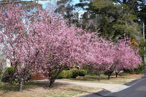 Blue Mountains - Australian Directory 1