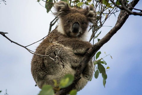 Phillip Island And French Island Wildlife Expedition - Australian Directory 3