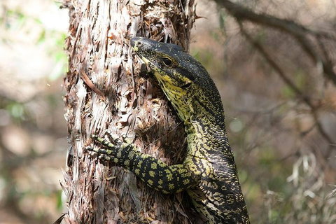 Byron Bay Combo: Hinterland Tour Including Minyon Falls And Kayaking With Dolphins - Australian Directory 0