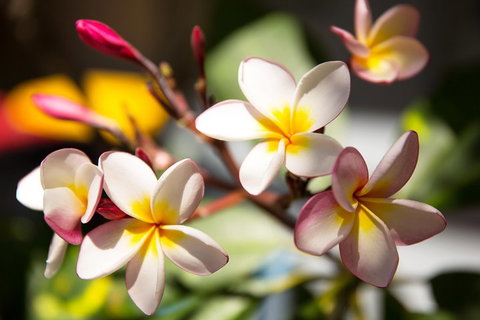 Byron Bay Combo: Hinterland Tour Including Minyon Falls And Kayaking With Dolphins - Australian Directory 1