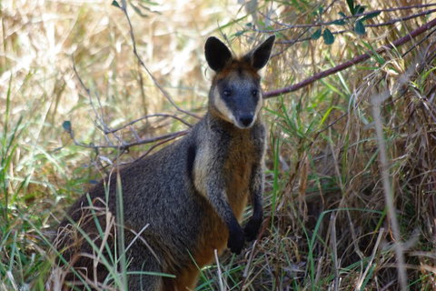 Byron Bay Combo: Hinterland Tour Including Minyon Falls And Kayaking With Dolphins - Australian Directory 2