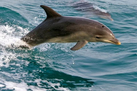 1.5HR Mudjimba Island Wildlife Safari - Australian Directory 0