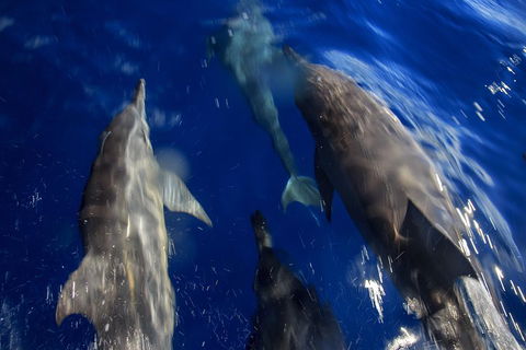 1.5HR Mudjimba Island Wildlife Safari - Australian Directory 3