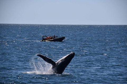 Adventure Whale Watching Tour Mooloolaba - Australian Directory 1