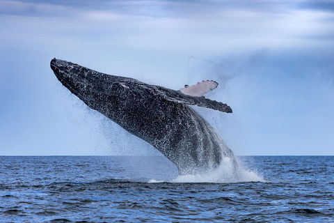 Adventure Whale Watching Tour Mooloolaba - Australian Directory 2