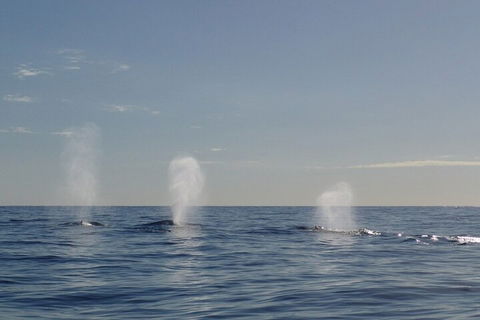 Adventure Whale Watching Tour Mooloolaba - Australian Directory 3